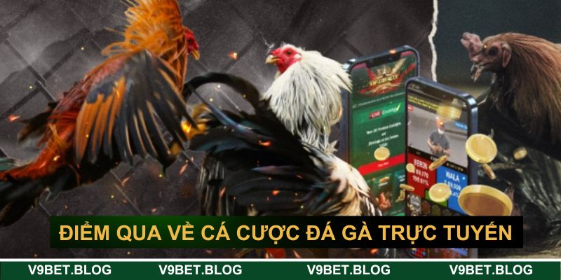 Điểm qua về cá cược đá gà trực tuyến V9bet Điểm qua về cá cược đá gà trực tuyến V9bet