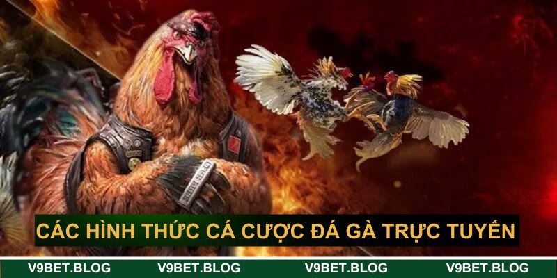 Các hình thức cá cược đá gà trực tuyến hot nhất tại V9bet Các hình thức cá cược đá gà trực tuyến hot nhất tại V9bet