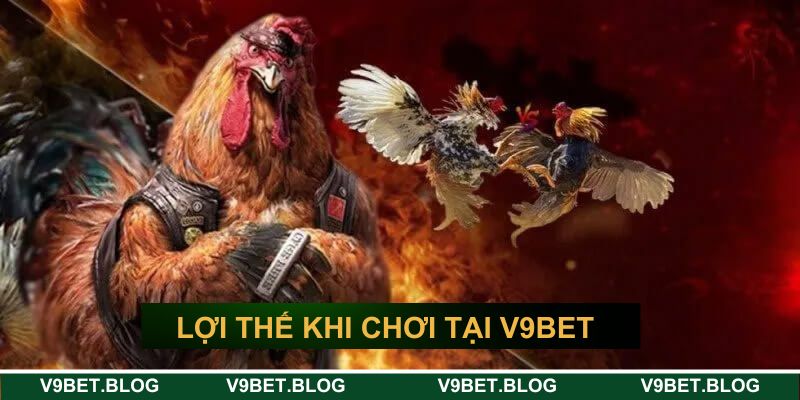Lợi thế khi chơi cá cược đá gà trực tuyến V9bet Lợi thế khi chơi cá cược đá gà trực tuyến V9bet