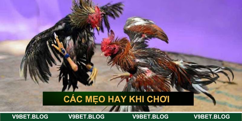 Các mẹo hay khi cá cược đá gà trực tuyến V9bet Các mẹo hay khi cá cược đá gà trực tuyến V9bet