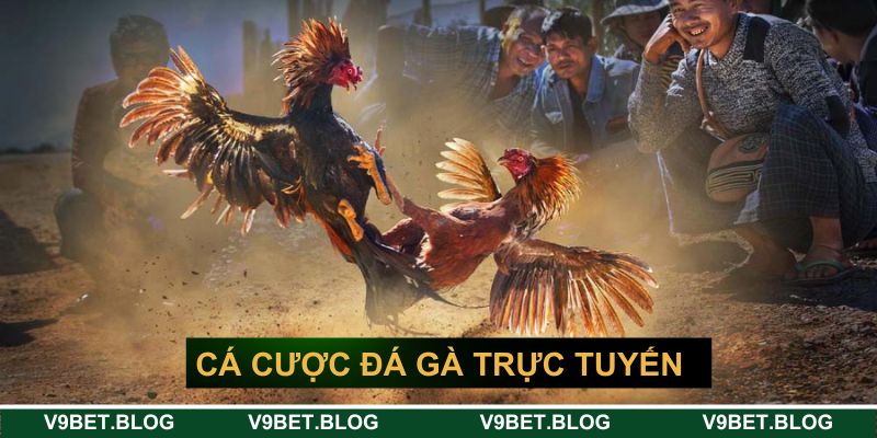 Cá cược đá gà trực tuyến
