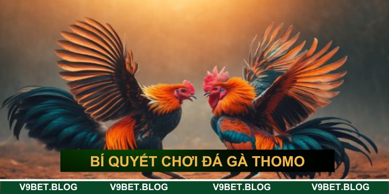 Bí quyết chơi đá gà thomo mới nhất bất bại Bí quyết chơi đá gà thomo mới nhất bất bại