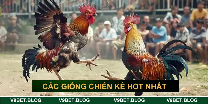 Các giống chiến kê hot nhất trên thị trường Các giống chiến kê hot nhất trên thị trường