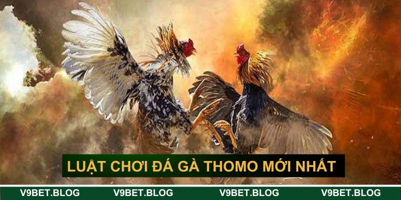 Luật chơi đá gà thomo mới nhất tại V9bet Luật chơi đá gà thomo mới nhất tại V9bet