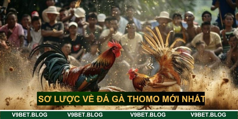 Tìm hiểu sơ lược về đá gà thomo mới nhất Tìm hiểu sơ lược về đá gà thomo mới nhất