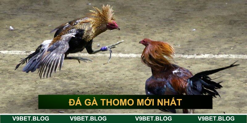 Đá gà Thomo mới nhất