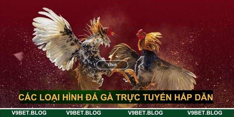 Các loại hình đá gà trực tuyến hấp dẫn V9bet Các loại hình đá gà trực tuyến hấp dẫn V9bet