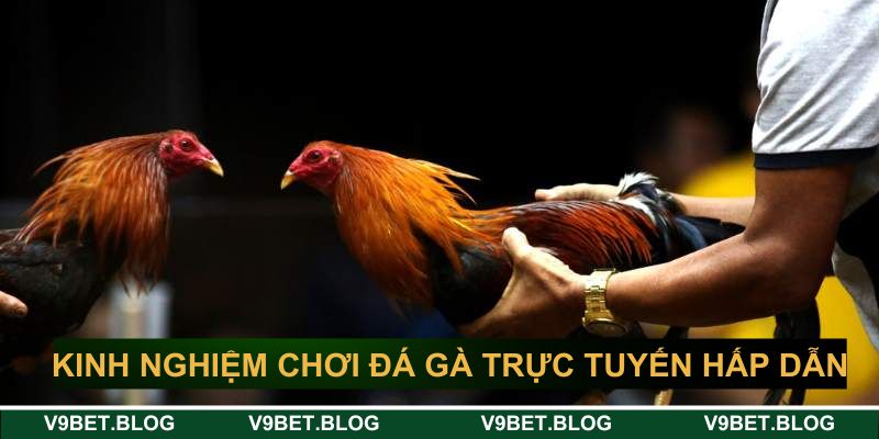 Kinh nghiệm chơi đá gà trực tuyến hấp dẫn V9bet Kinh nghiệm chơi đá gà trực tuyến hấp dẫn V9bet