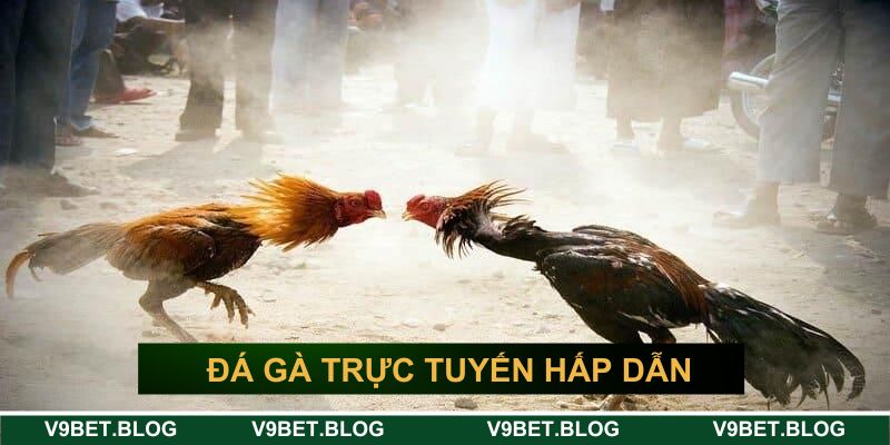 Đá gà trực tuyến hấp dẫn