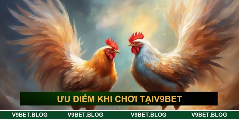 Ưu điểm nổi bật khi chơi đá gà trực tuyến hấp dẫn V9bet Ưu điểm nổi bật khi chơi đá gà trực tuyến hấp dẫn V9bet